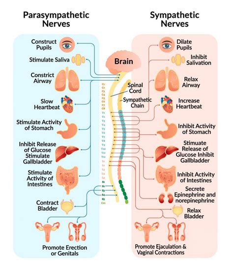 The Nervous System An Introduction Mariska Odendaal Physiotherapy