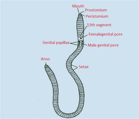 Earthworms Breathe Through Theira Noseb Skinc Mouthd None Of