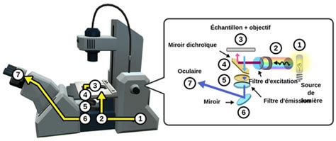 Les Microscopes à Fluorescence Labster Theory