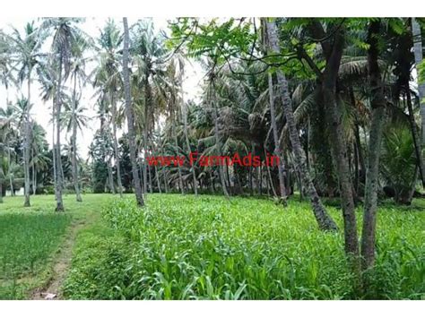 3 03 Acre Coconut Farm Land For Sale At Channapatna 2 KMS From Highway