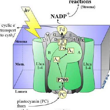 Scheme Of The Photosynthetic Electron Transport In Photosystem Ii Ps Download Scientific