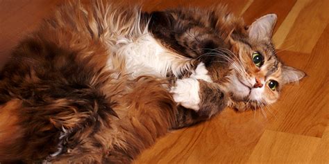 Regular Wellness Checks Vital For Senior Cats Veterinary Practice News
