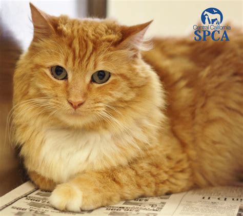 Simba Id22639359 Is A 3 Year Old Male Orange Tabby Domestic Longhair Central California