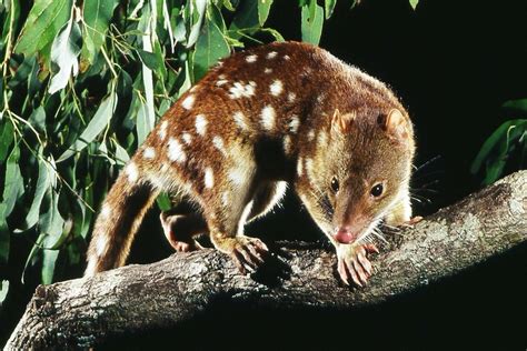 Surprise Spotted Tailed Quoll Discovery In Orange Gives Glimmer Of Hope