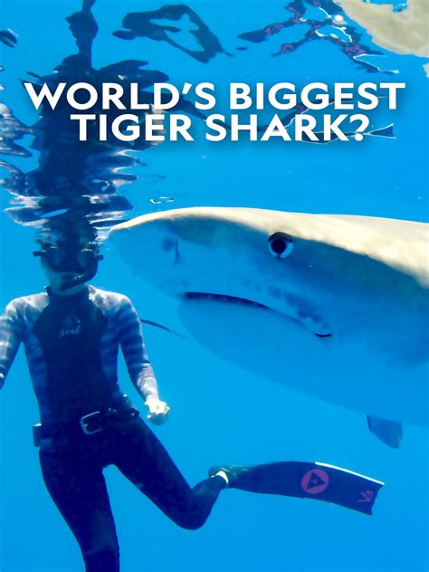 Prime Video Worlds Biggest Tiger Shark