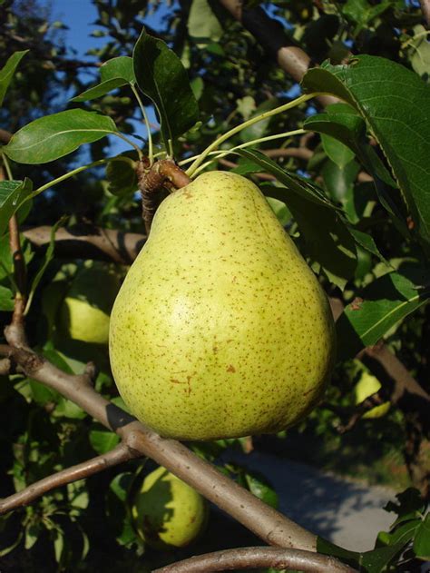 Doyenne Du Comice Pear Tree 4 5 Ft Dessert Pear With Fine Flavour