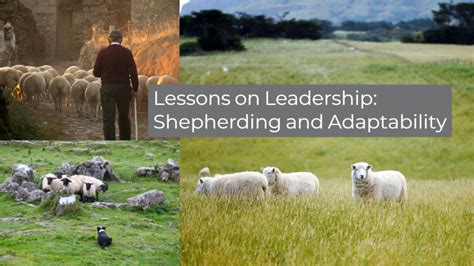 Lessons On Leadership Shepherding And Adaptability American Anglican