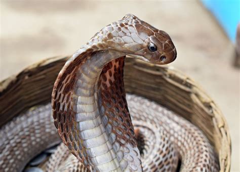 Suspect is a male with a cobra tattoo on his left forearm. Diserang Ular Berbisa, Pria India Gigit Tangan Istrinya Berharap Bisa Mati Bersama karena ...