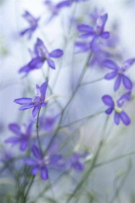 Consolida Regalis Cloud Series Blue Cloud Seeds £195 From