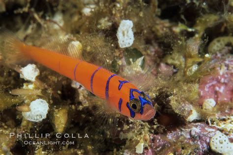 Bluebanded Goby Lythrypnus Dalli Photo Catalina Island California