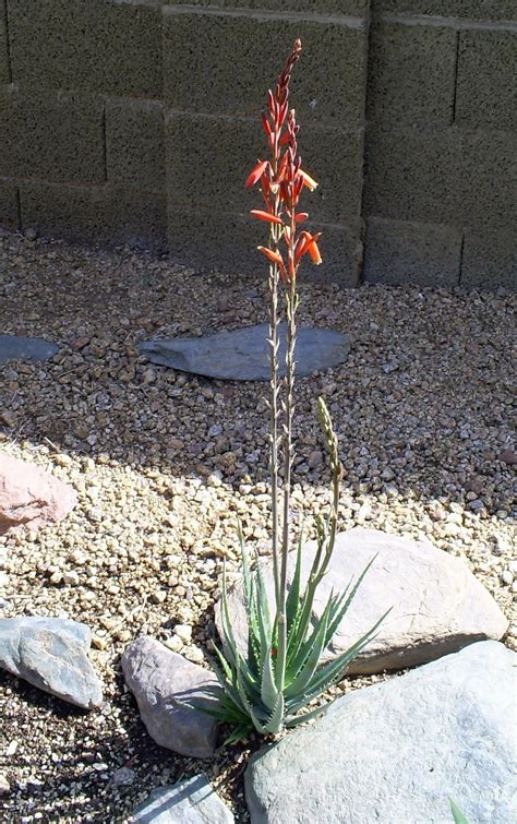 Aloe plants work well as edgings or borders, depending on size, and can also be planted in colonies for a dramatic effect. Brad's Tropical Paradise: Blue Elf Aloe in bloom