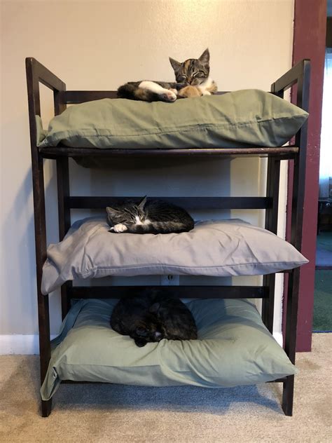 Three Old Pillows Plus A Bookshelf Instant Cat Bunk Beds Cats