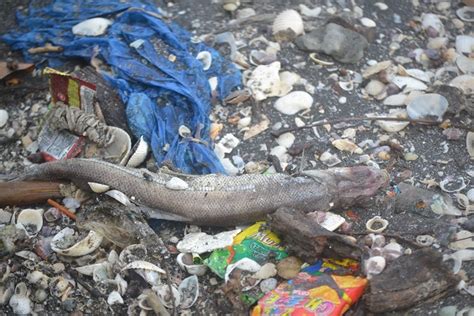 Plastic Problems Pollution In The Philippines — Gaia Discovery