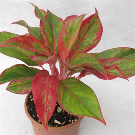 Buy Aglaonema Lipstick Online At Best Price In Kerala From