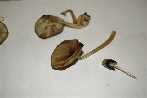 Oklahoma Cubensis Gold Mushroom Hunting And Identification