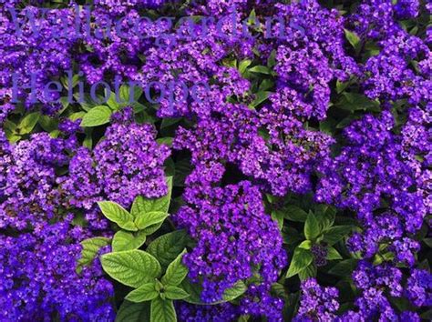 This shrub produces flowers that resemble those on orange trees with an aroma that smells straight out of an. Nicotania--smells like sweet licorice-love this plant ...