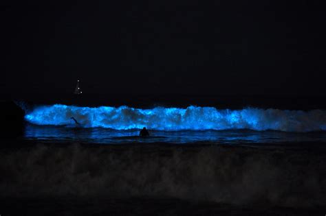 Bioluminescence Water