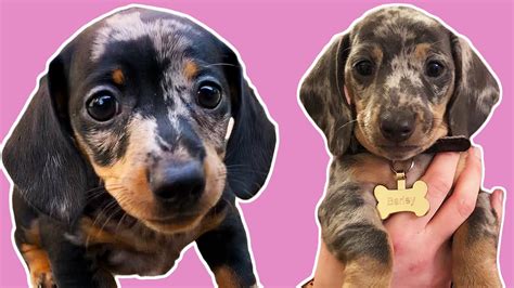 Miniature Dachshund Puppies Playing Youtube