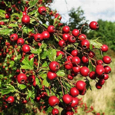 Hawthorn Berries 1lb 454g Organic Dried Bulk Herb Crataegus Etsy