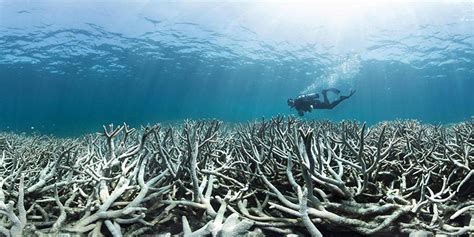 Half Of Australias Great Barrier Reef Coral Dead Or Dying