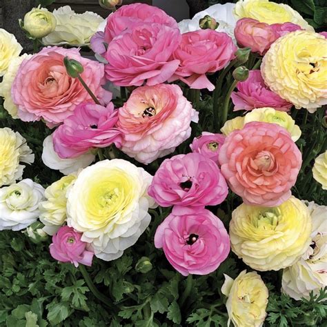 Ranunculus Maché Pastel Mix