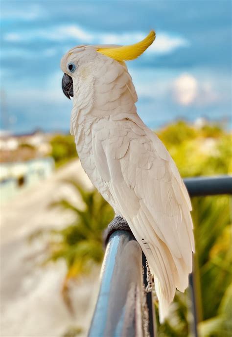 White Parrot Bird Wallpaper