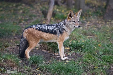 Black-backed Jackal Photos, Black-backed Jackal Images, Nature Wildlife
