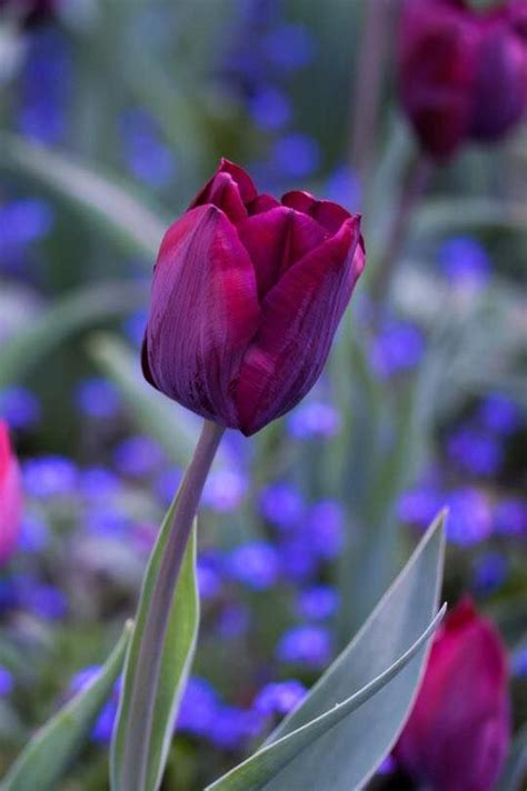 Pin By Jovanka On Tulips Types Of Flowers Beautiful