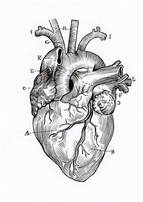 a5 high quality print linework anatomical heart drawing great for someone who loves science the
