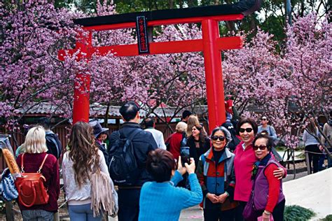 Cherry Blossom Festival Back To Celebrate Japanese Culture LocalNewsPlus