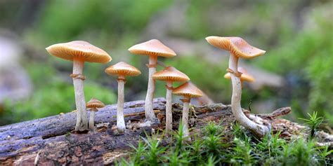 Psilocybin Mushrooms Effects Of Magic Mushrooms Magic Mushroom