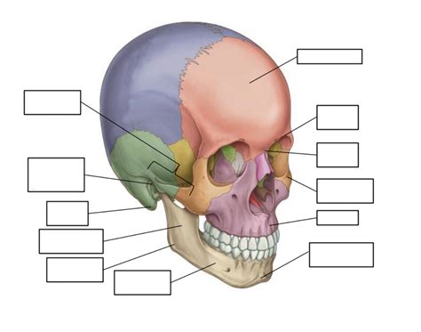 The Skull Surface Anatomy Diagram Quizlet
