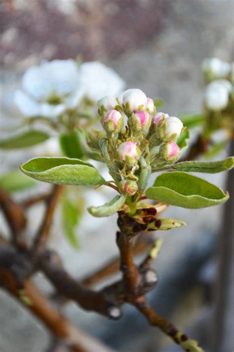 Blumenhaus Erni Mit Fleurop Service Pflanzen Und Garten