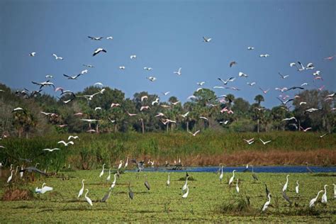 A Return To Supercolonies Nesting Wading Birds Crowd Everglades