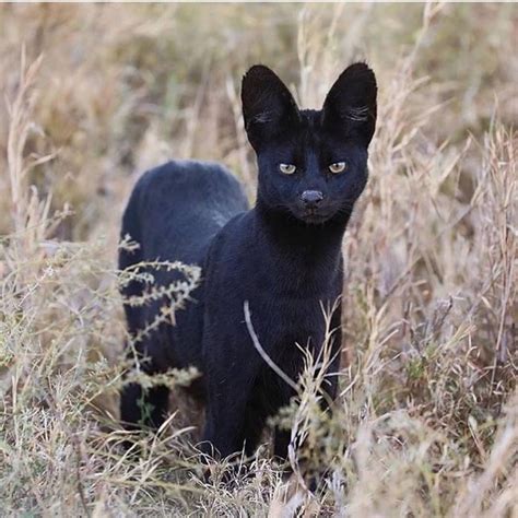 Extremely Rare Black Serval Spotted In The Wild Nature And Animals