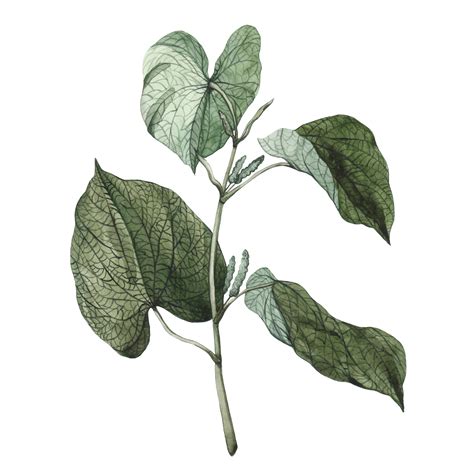 custom botanical illustrations and original plant drawings — anna farba illustration
