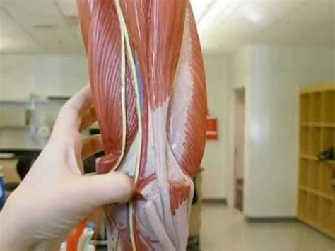 Master blood vessels with diagrams and arteries and veins quizzes: Blood vessels on leg model - YouTube