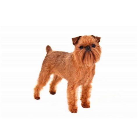 The current median price for all brussels griffons sold is $2,297.50. Brussels Griffon Puppies For Sale | Breed Info | Atlanta, GA