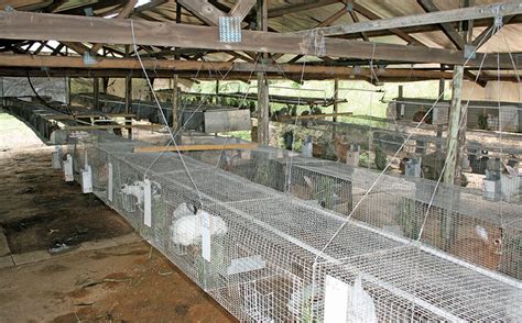 Commercial Rabbit Cages Plans House Design Ideas