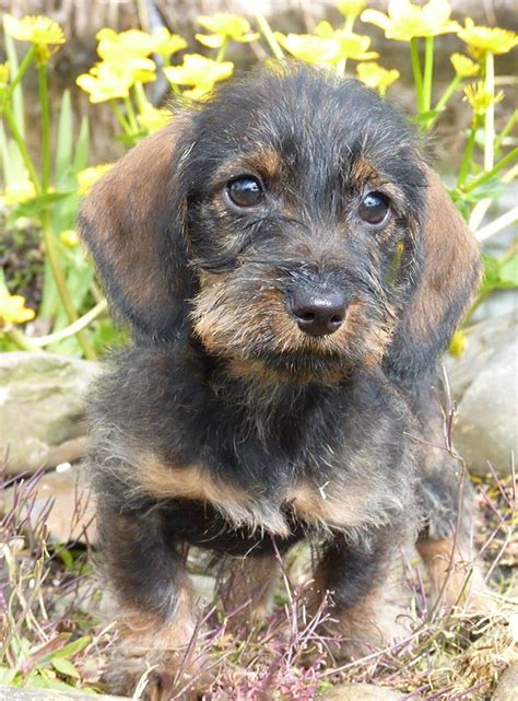 This is the quality that makes them great vermin hunters but hard to train companions. 128 best images about Dachshund ️ ️ ️ on Pinterest
