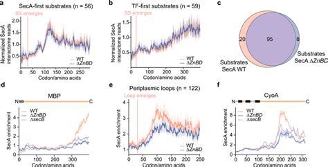 Impact Of Secb On Cotranslational Seca Interactions A B Metagene Seca