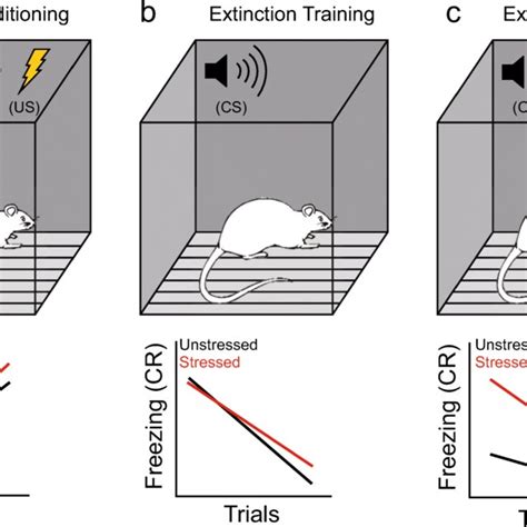 Stress Effects On Fear Conditioning And Extinction Aabove During Fear