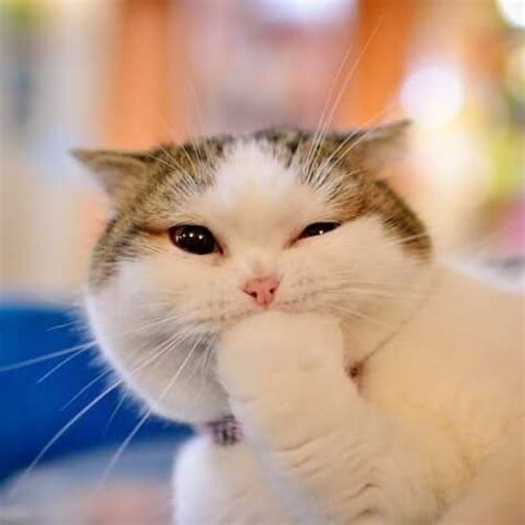 Funny Whatsapp Dp Of Animals