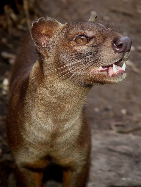 Fossa The Fossa Is Cat Like Carnivorous Mammal That Is Endemic To
