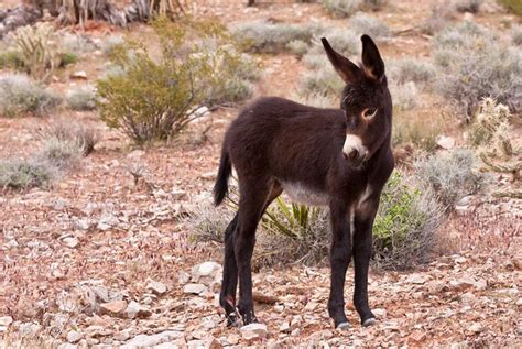 Texas Park Seeks Nonlethal Exit Strategy For Burros The Texas Tribune