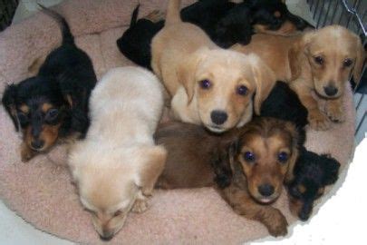 The dogs we rescue come in all shapes, colors, sizes and ages. AKC Miniature Dachshund Puppies MD FOR SALE ADOPTION from ...