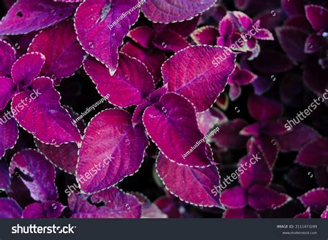 Coleus Flower Background Beautiful Variegated Leaves Stock Photo