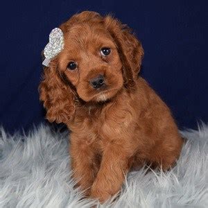 Cockapoo puppies for sale ready springtime 2021. Female Cockapoo Puppy For Sale Rose | Puppies for Sale in ...