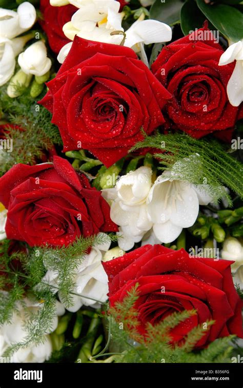 Bouquet Of Dark Red Roses With Droplets Hi Res Stock Photography And