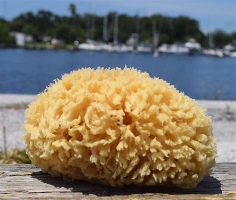 When using the natural sea sponge for personal hygiene, the pores of the skin are opened, allowing it to breath and facilitating the blood circulation.sea sponges are highly absorbent, create a luxurious lather, are softly textured and are suitable for the most sensitive of skin. 7.5" - 8.0" Natural Prime Wool Sea Sponge, Spa Bath ...